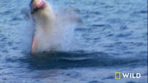 Tiger Shark, Bull Shark, and the Great White (Full Episode) | Dangerous Encounters | Nat Geo Animals
