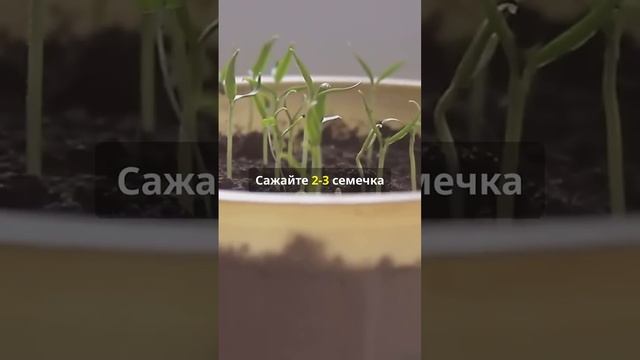 Ошибки при посадке огурцов! #огурцы #огород #садоводст?