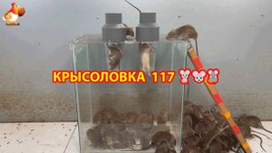 Крысоловка вариант (117) 🐀 Как сделать крысоловку своими руками и поймать кучу крыс 🐀🐁🐀