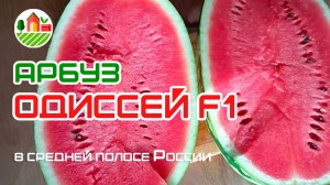 Арбуз Одиссей F1 в средней полосе России на своих корнях.