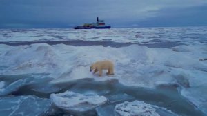 Белый медведь и ледокол Сибирь...Polar bear and icebreaker Siberia...