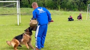 б/о Ингерманландия ШАЙНИНГ СТАР - №127 / КЧК+ БОРИСОВ (BY) 17 мая`25 M.Jovovic Моно немецких овчарок