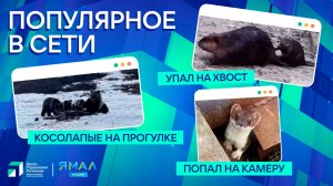 "Ямал-Медиа" продолжает обозревать популярные видео в интернете