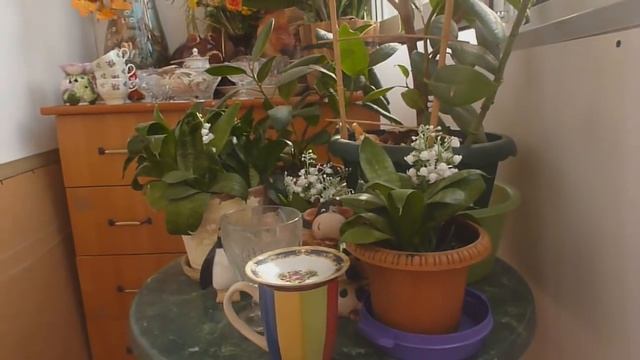 Киев. Как мы покупали квартиру. Прогулка. Кофе. Кафе. смотреть онлайн