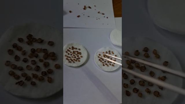 Carolina делаю закладки семян смотреть онлайн