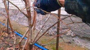 Секрет ОГРОМНОГО урожая голубики: правильная обрезка!