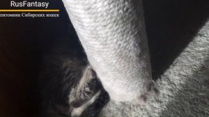 Жак и Женевьева  Сибирские котята