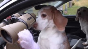 Dogs Find Out True Identity of Serbian Dancing Lady!