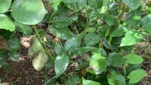 30.05.2025 Цветы