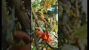 Элвин и бурундуки песенки