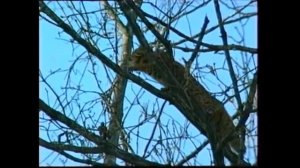 Дикие Кошки России... А Вы Знаете Всех Кошек?.....