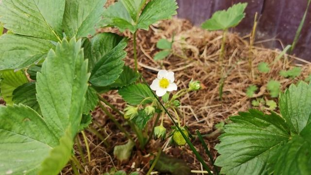 Клубничка-клубника 