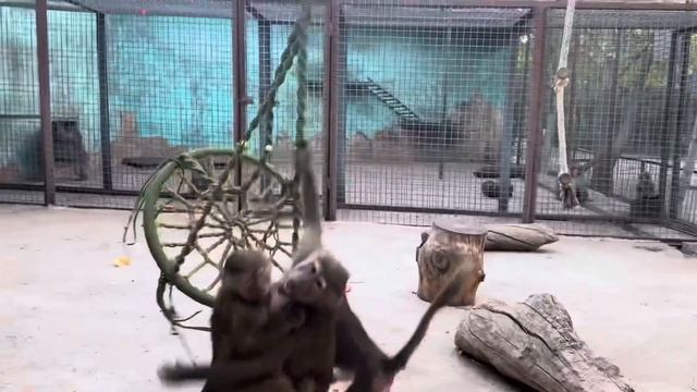 Люська и Степка в НОВОМ вольере наводят СВОИ ПОРЯДКИ!)