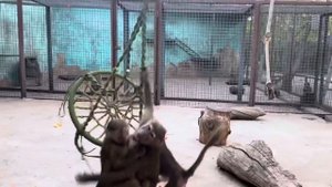 Люська и Степка в НОВОМ вольере наводят СВОИ ПОРЯДКИ!)