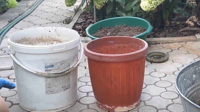 Пересадка рослин в яких буде нова крона