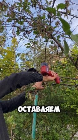 Глубокая обрезка дерева