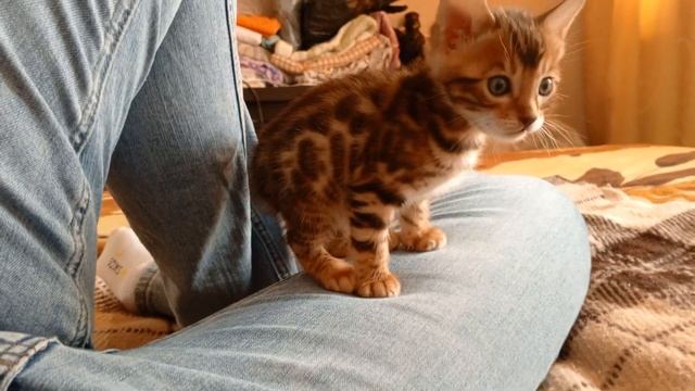 Бенгальский котёнок один месяц мальчик
