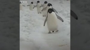 пингвины атакуют