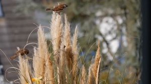 В день моей свадьбы моя мама умерла, но перед смертью у