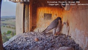 Бунт в гнезде! Подросший птенец сапсана отбирает еду у мамы!