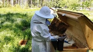 Первый опыт деления пчёл на две части.