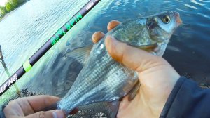 Mifine Air Spin 1,93 0,2-0,8. Мормышинг, разловил нормально!