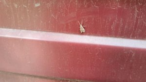 Мотылёк на заборе