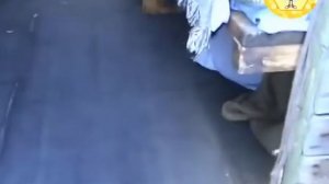 Будка пчеловода