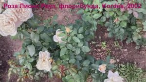 Роза Лионс Роуз (Lions Rose) флорибунда- первогодка Kordes, 2021
