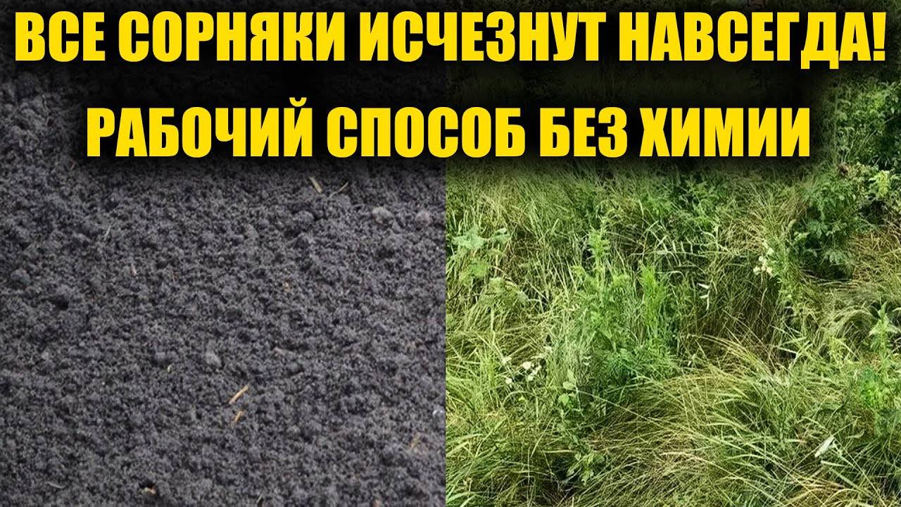 Сорняки Исчезнут Навсегда! Без Химии и Полоть Не Придётся! Проверенный Народный Метод! 🌾🚫