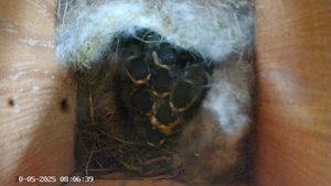 Синичник - День сорок шестой (30.05.2025) часть 1