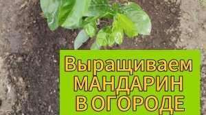 Сажаем МАНДАРИН В ОГОРОДЕ