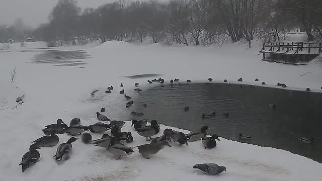 #борисовскийпарк #borisovskypark
#зимнийпейзаж #winterlandscape
#борисово #borisovo