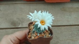 Strombocactus disciformis, Стромбокактус