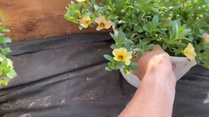 Мои калибрахоа спустя 3 недели после посадки на пмж #калибрахоа #цветы #garden