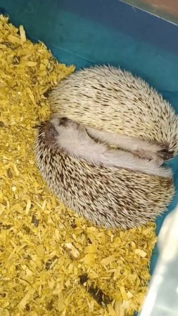 Милота заснула.