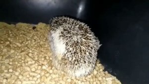 😱🦔Мама ёжик не хочет кормить детку) Cute little hedgehog #ezhikafr
