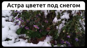 Астра цветет под снегом, Петербург. 15 ноября 2022.