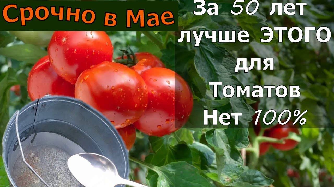 Секрет Подкормки от Фитофторы! Томаты Плодоносят Без Перерыва — Проверено! 🍅💥