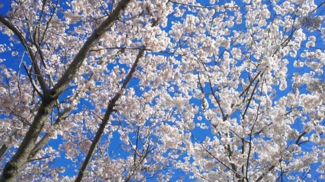 Весна- красавица