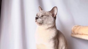 Гучи Капучино Кэт, бурманский кот, окрас лиловый. Учас?