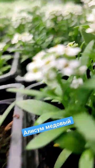 Алисум медовый #тепличныйбизнес #цветочныйбизнес #рас