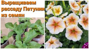 Рассада Петунии. Выращиваем Петунию из семян.