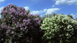 "РЯЗАНЬ В МАЙСКИЕ ДНИ"... (Фото Вадима КОТОВА (Рязань), муз. Дмитрия ШОСТАКОВИЧА - "РУССКИЙ ВАЛЬС)"