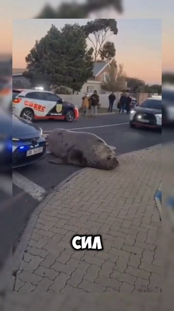 Морской слон #животные #Юар #африка #shortvideo #shorts #video #memes #мем #новости #юмор #2025 #uar