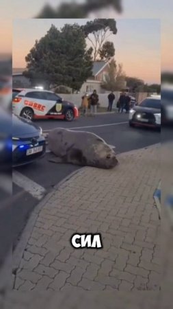 Морской слон #животные #Юар #африка #shortvideo #shorts #video #memes #мем #новости #юмор #2025 #uar