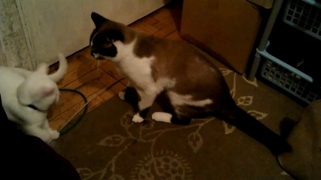 Кошачие приколы, кошачая любовь - морковь смотреть онлайн