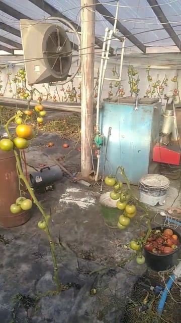 Теплица с отоплением для зимнего сезона. Капуста. смотреть онлайн