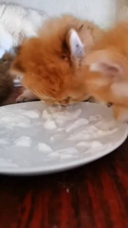 Уже сами творог кушают🍼🥛

Самостоятельные котята🐈

Такой забавный возраст😻