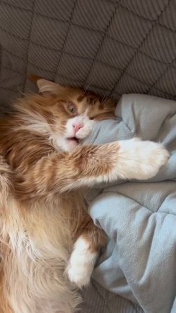 Котейко